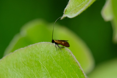 Cauchas fibulella