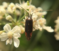Closterotomus trivialis