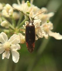 Closterotomus trivialis