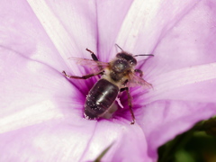 Apis mellifera