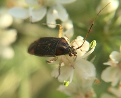 Closterotomus trivialis