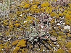 Petrosedum orientale