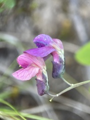 Lathyrus linifolius