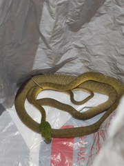 Boiga cyanea