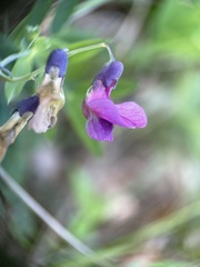 Lathyrus linifolius
