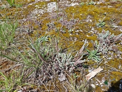 Petrosedum orientale