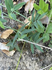 Lathyrus linifolius