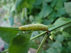 Thysanoplusia orichalcea