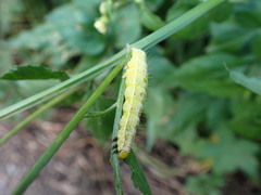 Thysanoplusia orichalcea