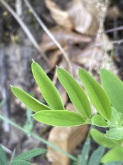 Lathyrus linifolius
