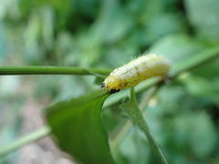 Thysanoplusia orichalcea