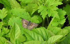 Burnsius orcus