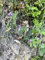 Lathyrus linifolius