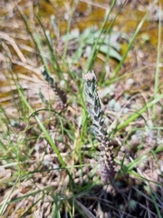 Petrosedum orientale