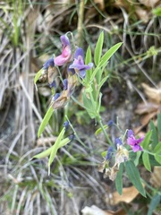 Lathyrus linifolius
