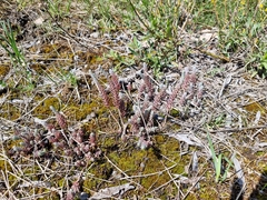 Petrosedum orientale