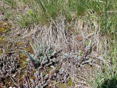 Petrosedum orientale