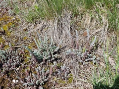 Petrosedum orientale