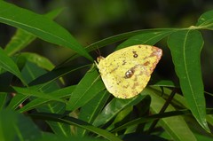 Phoebis argante