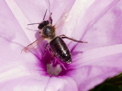 Apis mellifera