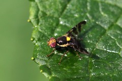 Rhagoletis cerasi