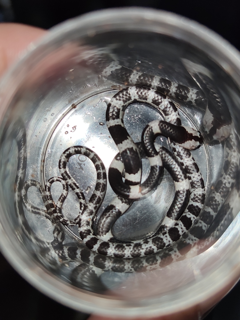 Blanford's Bridal Snake