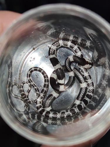 Blanford's Bridal Snake