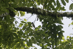 Terpsiphone atrochalybeia