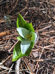 Callipetalon