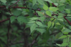Rubus coreanus