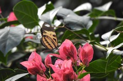 Heliconius ethilla