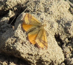Lythria purpuraria