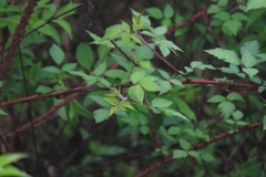 Rubus coreanus