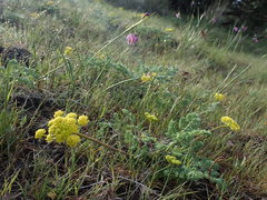 Lomatium donnellii