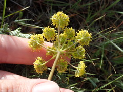 Lomatium donnellii