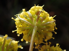 Lomatium donnellii