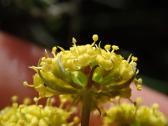 Lomatium donnellii