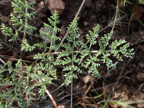 Image of Donnell's Biscuitroot (Lomatium donnellii) by (c) Nolan Exe, some rights reserved (CC BY)