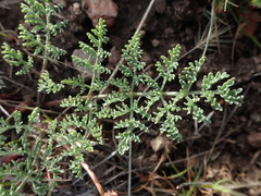 Lomatium donnellii