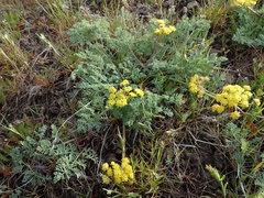 Lomatium donnellii
