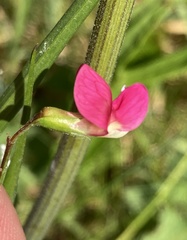 Lathyrus nissolia