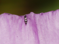 Holothrips