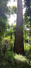 Dipterocarpus alatus
