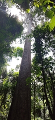 Dipterocarpus alatus