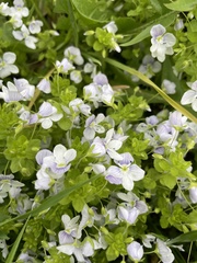 Veronica filiformis