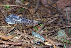 Clistoronia magnifica