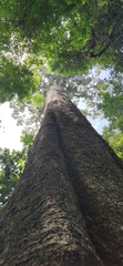 Dipterocarpus alatus