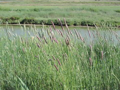 Phalaris coerulescens