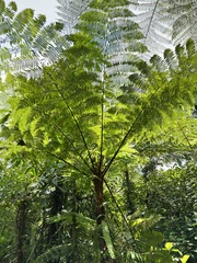 Sphaeropteris lepifera