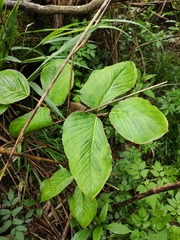Arisaema lobatum
